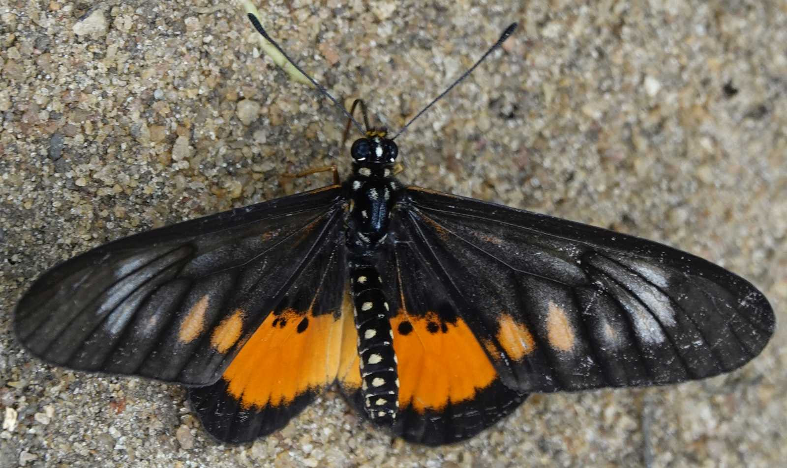 Klicke auf die Grafik für eine vergrößerte Ansicht  Name: _SNY0262schwarzOrangerSchmetterling.jpg Ansichten: 0 Größe: 333,4 KB ID: 3335697