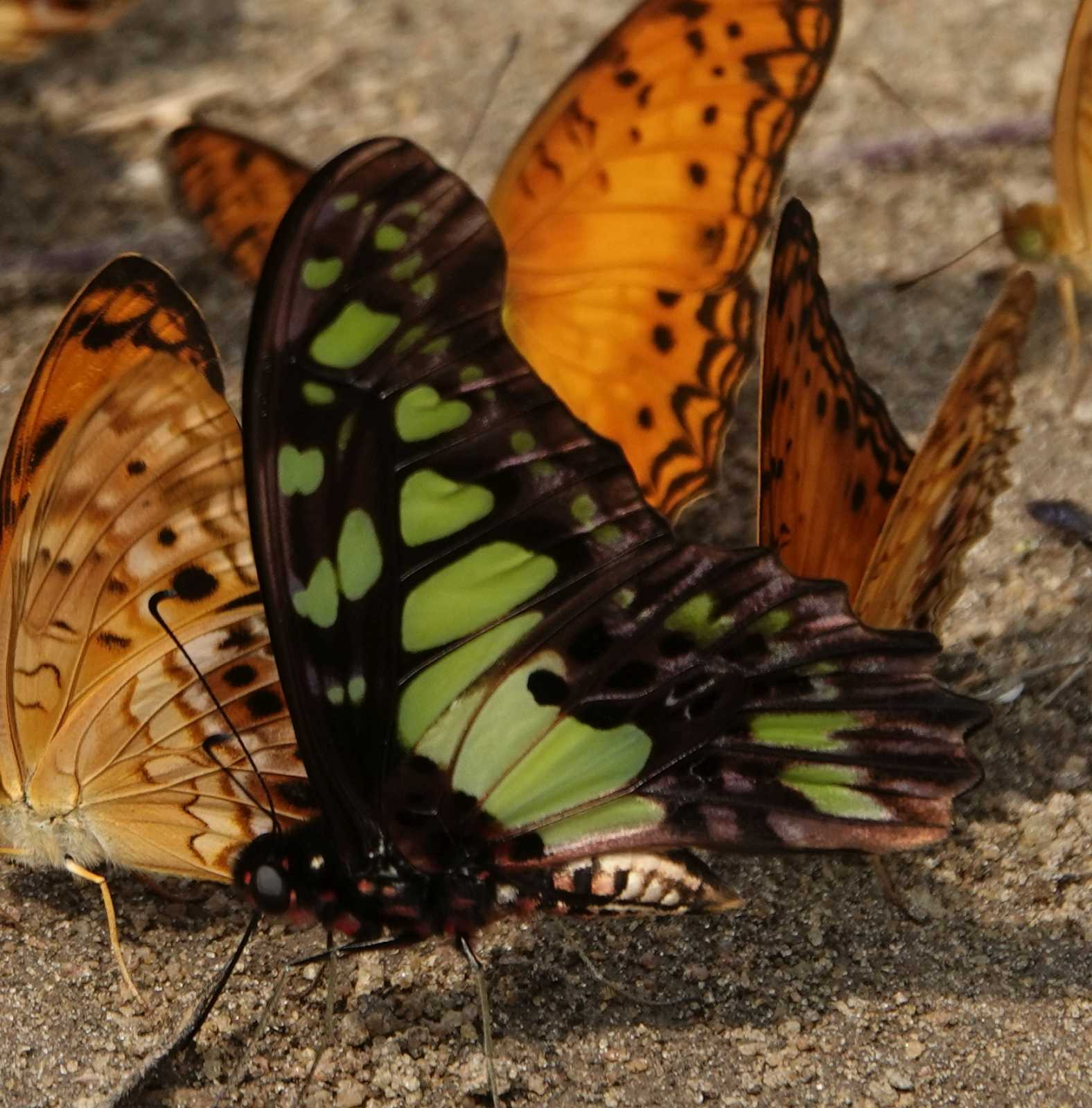 Klicke auf die Grafik für eine vergrößerte Ansicht  Name: _SNY0292grünSchwarzerSchmetterling.jpg Ansichten: 0 Größe: 430,6 KB ID: 3335700