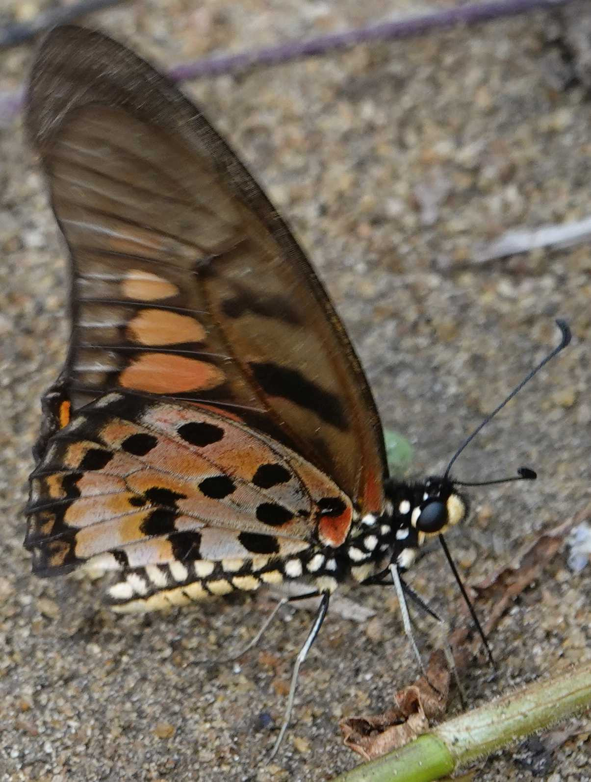 Klicke auf die Grafik für eine vergrößerte Ansicht  Name: _SNY0348SchmetterlingSchwarzTransparentOrangeUnterseite.jpg Ansichten: 0 Größe: 348,4 KB ID: 3335705
