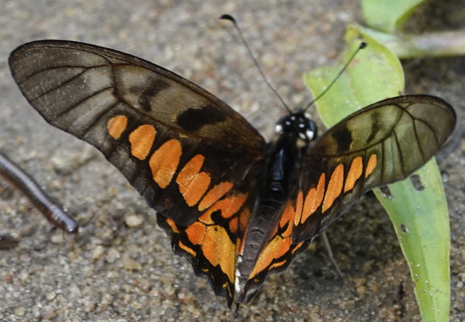 Klicke auf die Grafik für eine vergrößerte Ansicht  Name: _SNY0353SchmetterlingSchwarzTransparentOrange.jpg Ansichten: 0 Größe: 276,7 KB ID: 3335709