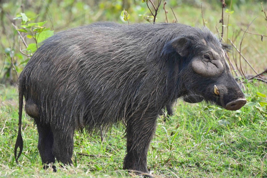 Klicke auf die Grafik für eine vergrößerte Ansicht  Name: Riesenwaldschwein_large.jpg Ansichten: 0 Größe: 332,5 KB ID: 3335712