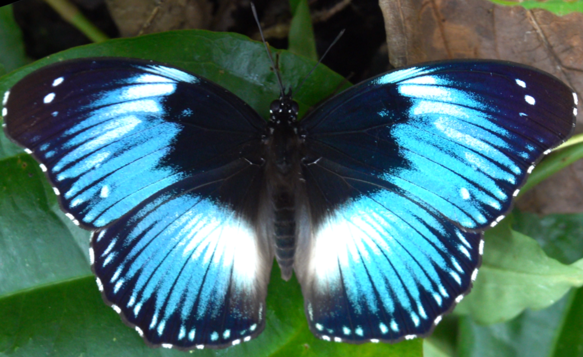 Klicke auf die Grafik für eine vergrößerte Ansicht  Name: C0007SchmetterlinGroßBlauSchwarzWeiß2.png Ansichten: 0 Größe: 1,31 MB ID: 3335713