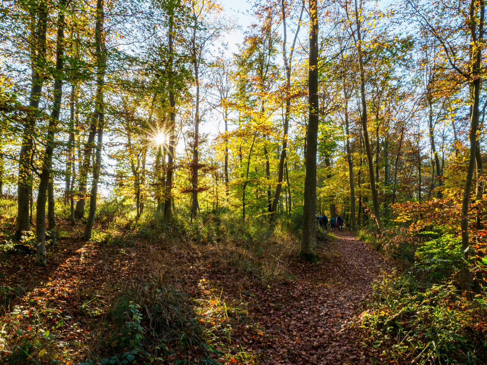 Klicke auf die Grafik für eine vergrößerte Ansicht

Name: Herbstwanderung.jpg
Ansichten: 0
Größe: 1,49 MB
ID: 3336381