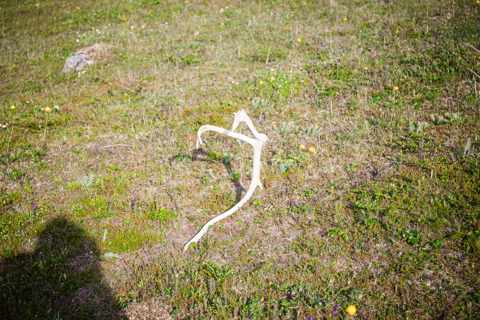 Klicke auf die Grafik für eine vergrößerte Ansicht  Name: 07 July - Laksefjordvidda-2025-07-22_17-40.jpg Ansichten: 24 Größe: 1,69 MB ID: 3336889