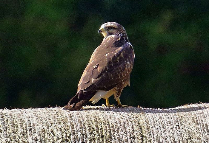 Klicke auf die Grafik für eine vergrößerte Ansicht  Name: IMGP7211_FOCUS.jpg Ansichten: 0 Größe: 152,9 KB ID: 3338805