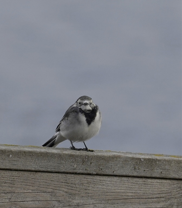 Klicke auf die Grafik für eine vergrößerte Ansicht

Name: IMG_20250829_204253.jpg
Ansichten: 190
Größe: 76,8 KB
ID: 3339941