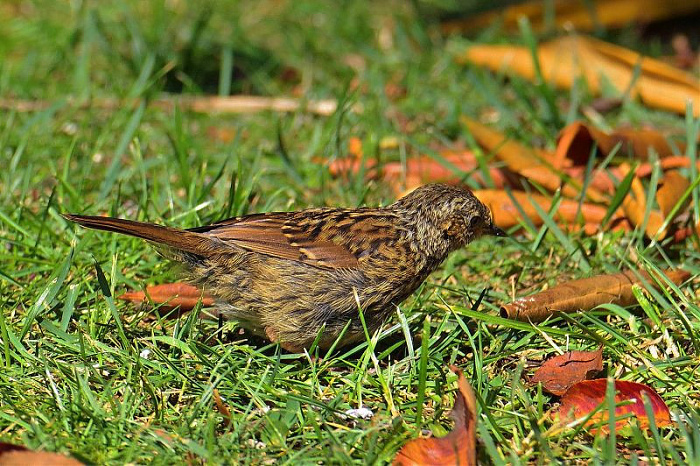 Klicke auf die Grafik für eine vergrößerte Ansicht  Name: IMGP7248_FOCUS.jpg Ansichten: 0 Größe: 216,8 KB ID: 3340540