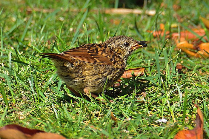 Klicke auf die Grafik für eine vergrößerte Ansicht  Name: IMGP7246_FOCUS.jpg Ansichten: 0 Größe: 237,7 KB ID: 3340541