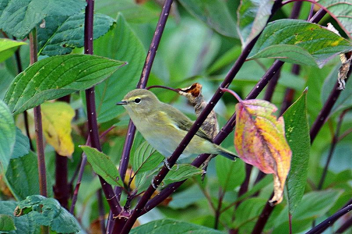 Klicke auf die Grafik für eine vergrößerte Ansicht  Name: IMGP7249_FOCUS.jpg Ansichten: 0 Größe: 172,4 KB ID: 3340542