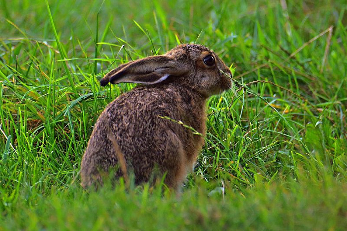 Klicke auf die Grafik für eine vergrößerte Ansicht  Name: IMGP7253_FOCUS.jpg Ansichten: 0 Größe: 183,4 KB ID: 3340543