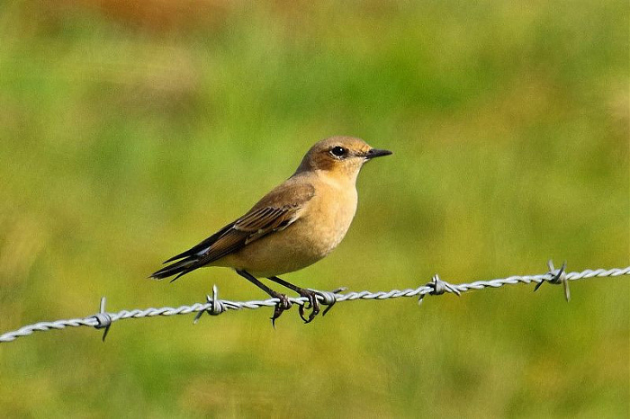 Klicke auf die Grafik für eine vergrößerte Ansicht  Name: IMGP7256_FOCUS.jpg Ansichten: 0 Größe: 93,7 KB ID: 3340544