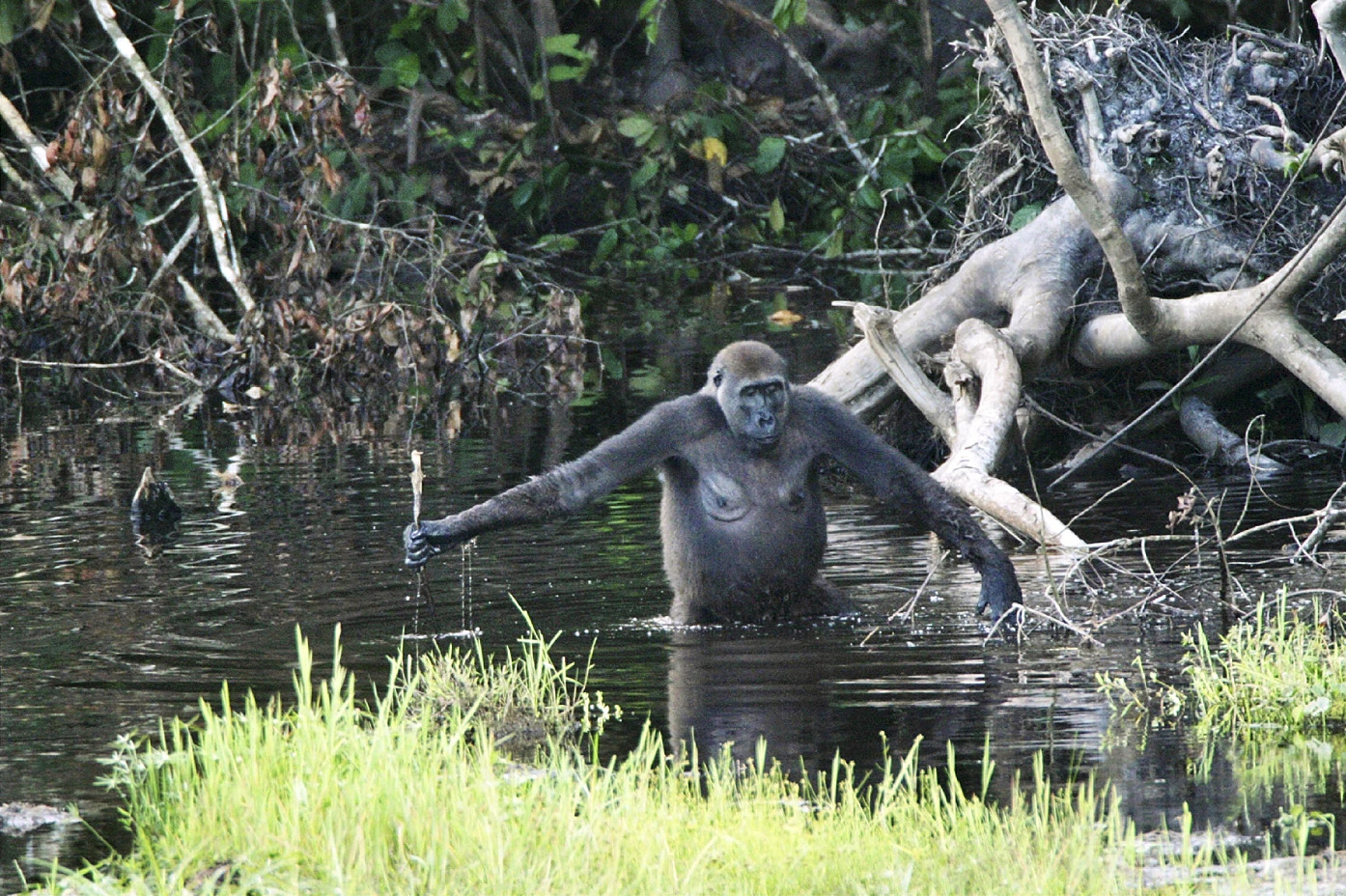 Klicke auf die Grafik für eine vergrößerte Ansicht

Name: GorillaImWasserFreeR.jpg
Ansichten: 53
Größe: 590,7 KB
ID: 3341574
