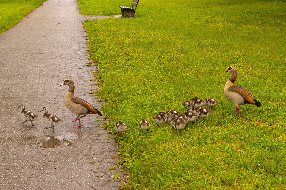 Klicke auf die Grafik für eine vergrößerte Ansicht  Name: 06 Hier wird das familiäre Überqueren eines Radweges vermittelt.jpg Ansichten: 0 Größe: 384,8 KB ID: 3341718