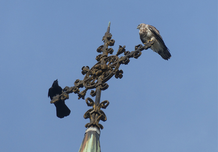 Klicke auf die Grafik für eine vergrößerte Ansicht  Name: Bussard.jpg Ansichten: 0 Größe: 367,0 KB ID: 3342882