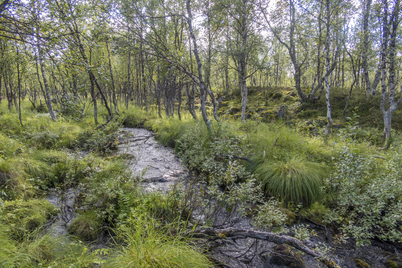 Klicke auf die Grafik für eine vergrößerte Ansicht  Name: Sjaunja_2025_093.jpg Ansichten: 0 Größe: 1,59 MB ID: 3355802