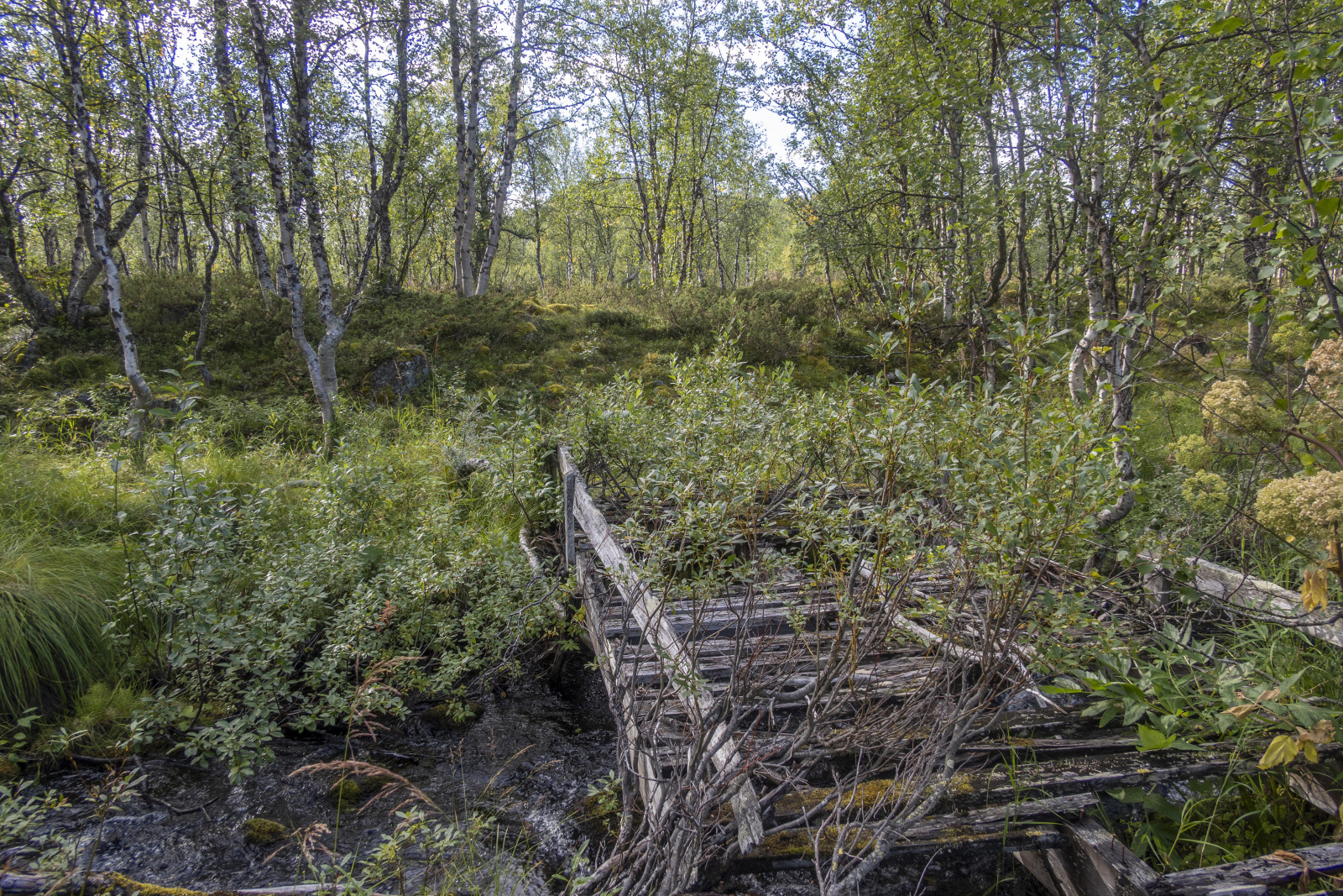 Klicke auf die Grafik für eine vergrößerte Ansicht  Name: Sjaunja_2025_095.jpg Ansichten: 0 Größe: 1,53 MB ID: 3355803