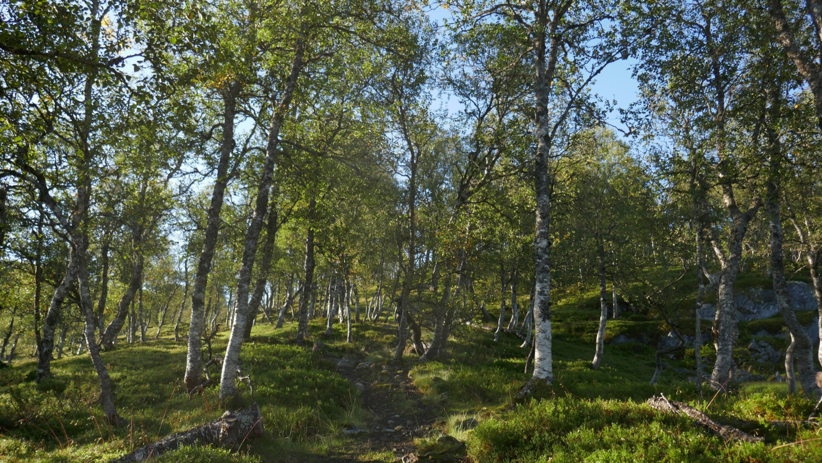 Klicke auf die Grafik für eine vergrößerte Ansicht

Name: Norge2025_aug23-01.jpg
Ansichten: 248
Größe: 1,13 MB
ID: 3344307
