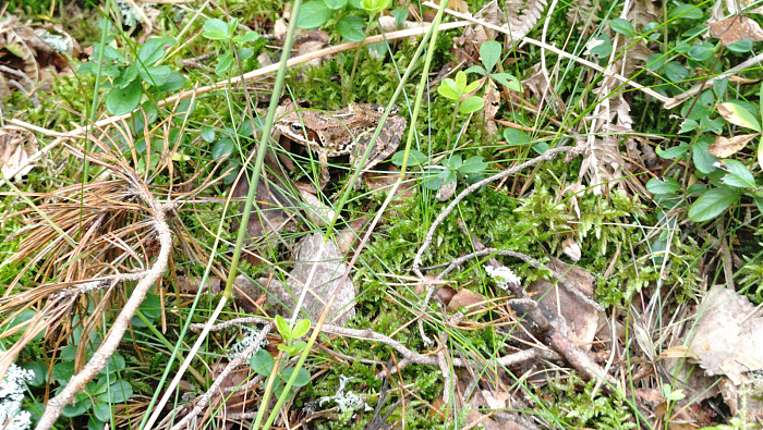 Klicke auf die Grafik für eine vergrößerte Ansicht  Name: 20250801_133848109.jpg Ansichten: 0 Größe: 1,07 MB ID: 3344386