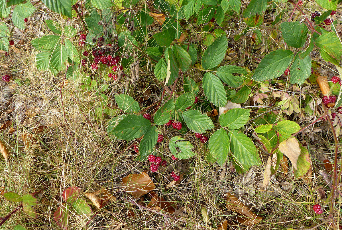 Klicke auf die Grafik für eine vergrößerte Ansicht  Name: Weserberglandweg_678.jpg Ansichten: 0 Größe: 814,9 KB ID: 3345046