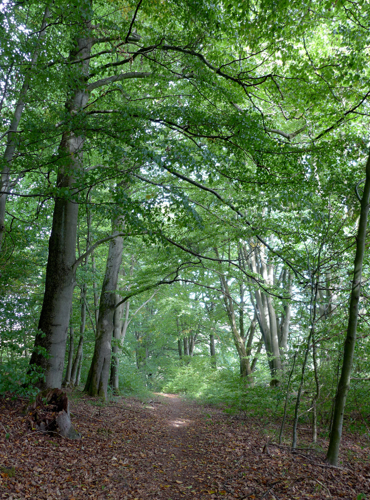 Klicke auf die Grafik für eine vergrößerte Ansicht  Name: Weserberglandweg_681.jpg Ansichten: 0 Größe: 1,61 MB ID: 3345052