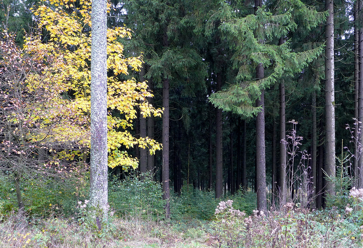 Klicke auf die Grafik für eine vergrößerte Ansicht

Name: Weserberglandweg_741_a.jpg
Ansichten: 0
Größe: 706,2 KB
ID: 3347618