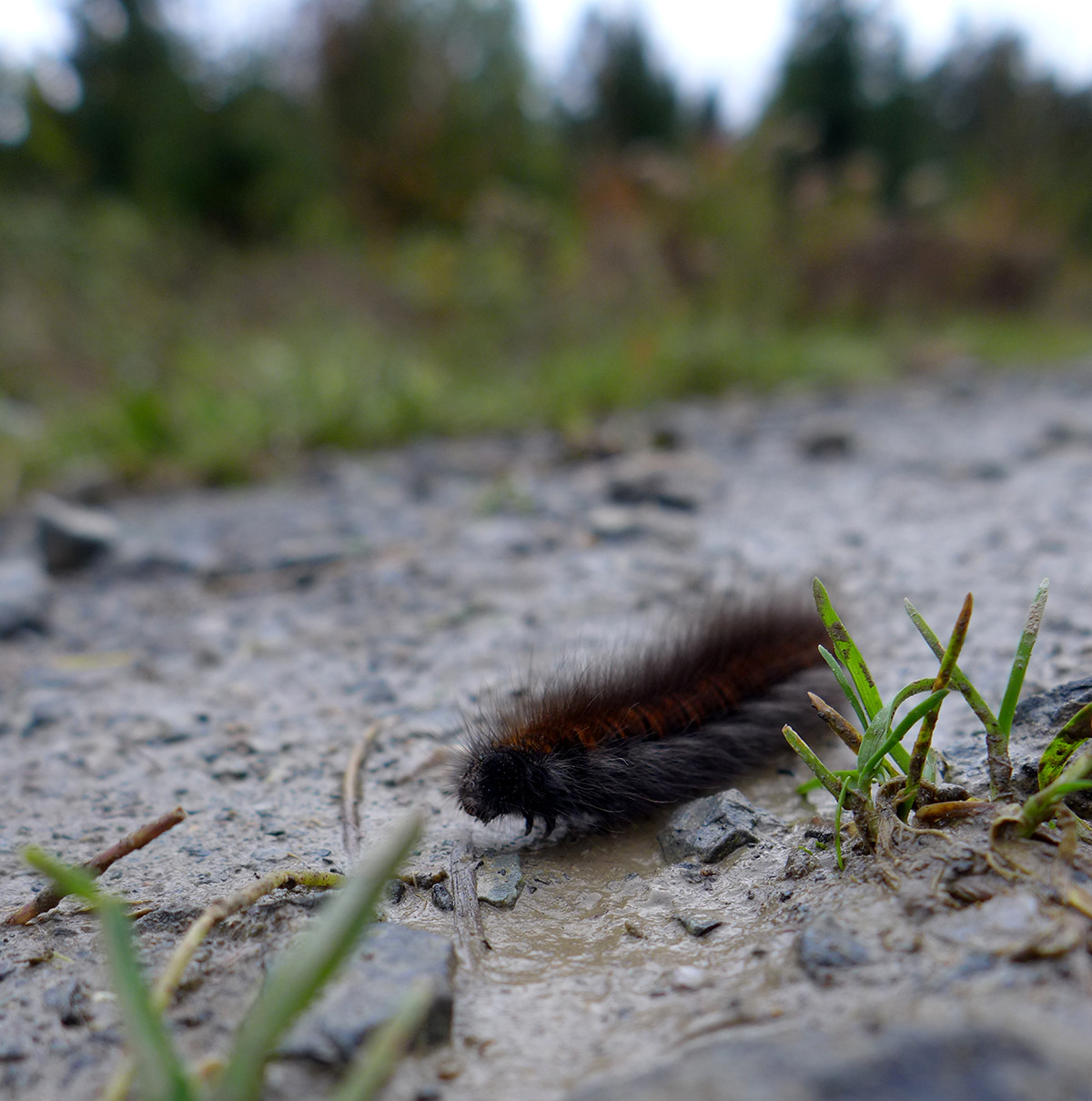 Klicke auf die Grafik für eine vergrößerte Ansicht

Name: Weserberglandweg_742_a.jpg
Ansichten: 0
Größe: 309,2 KB
ID: 3347619