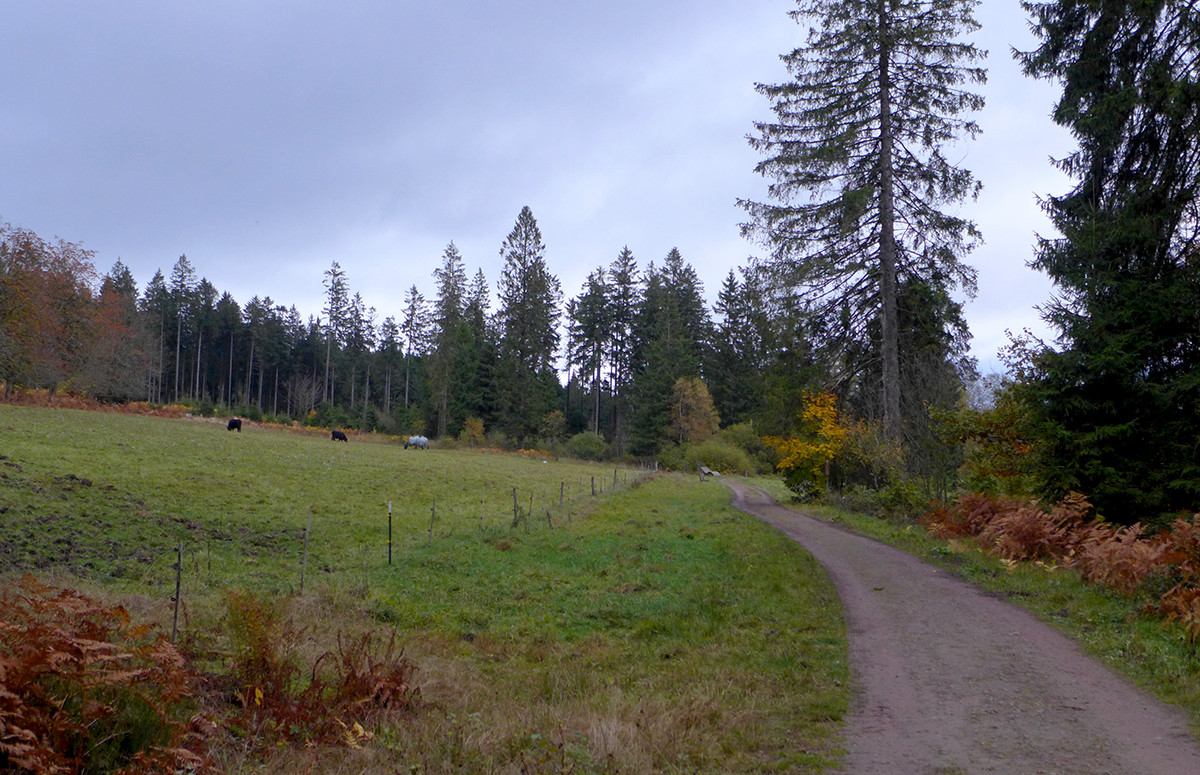 Klicke auf die Grafik für eine vergrößerte Ansicht

Name: Weserberglandweg_747_a.jpg
Ansichten: 0
Größe: 373,9 KB
ID: 3347624