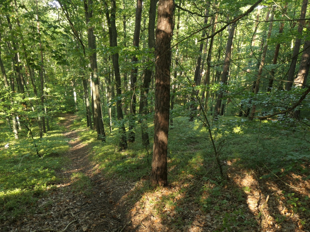 Klicke auf die Grafik für eine vergrößerte Ansicht

Name: PANA6488_kl.jpg
Ansichten: 317
Größe: 448,0 KB
ID: 3347803