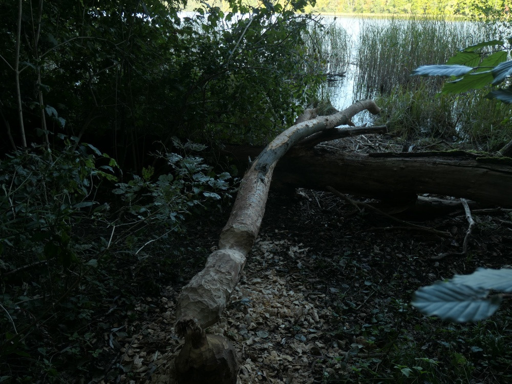 Klicke auf die Grafik für eine vergrößerte Ansicht

Name: PANA6502_kl.jpg
Ansichten: 314
Größe: 291,9 KB
ID: 3347808