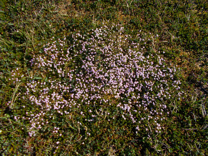 Klicke auf die Grafik für eine vergrößerte Ansicht  Name: DSCN0889.jpg Ansichten: 0 Größe: 1,48 MB ID: 3347882