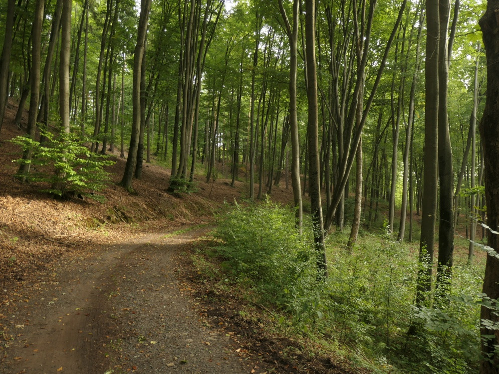 Klicke auf die Grafik für eine vergrößerte Ansicht  Name: PANA6531_kl.jpg Ansichten: 0 Größe: 384,3 KB ID: 3347944