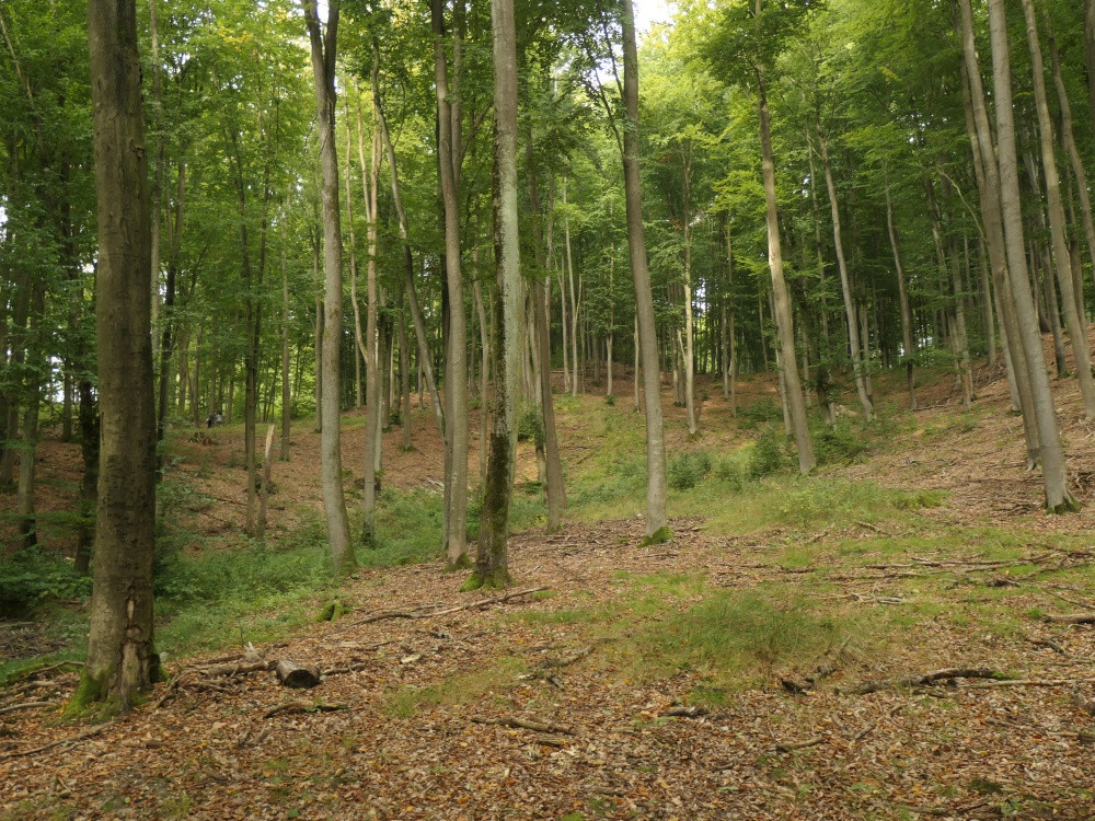 Klicke auf die Grafik für eine vergrößerte Ansicht  Name: PANA6528_kl.jpg Ansichten: 0 Größe: 392,5 KB ID: 3347946