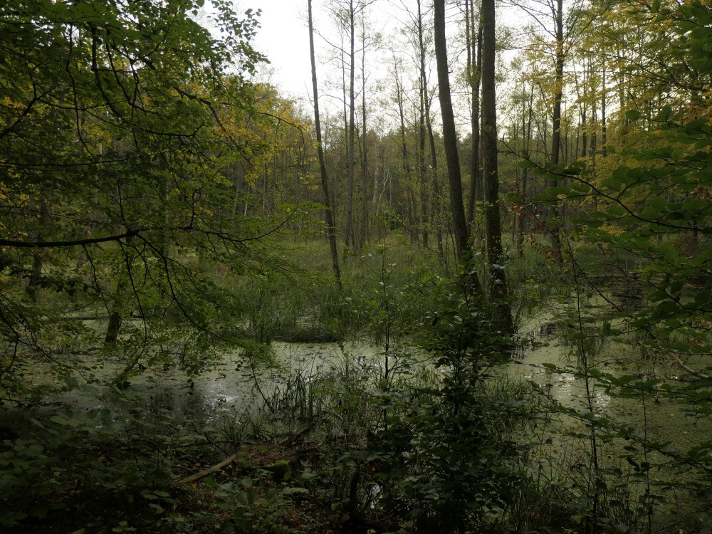 Klicke auf die Grafik für eine vergrößerte Ansicht  Name: PANA6527_kl.jpg Ansichten: 0 Größe: 360,7 KB ID: 3347953