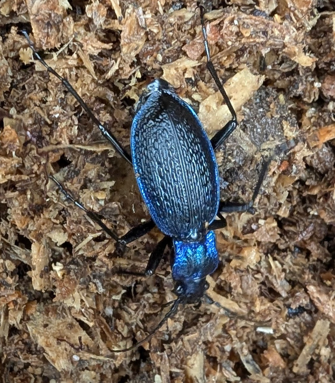 Klicke auf die Grafik für eine vergrößerte Ansicht  Name: PXL_20251026_091103854.jpg Ansichten: 0 Größe: 482,2 KB ID: 3349580