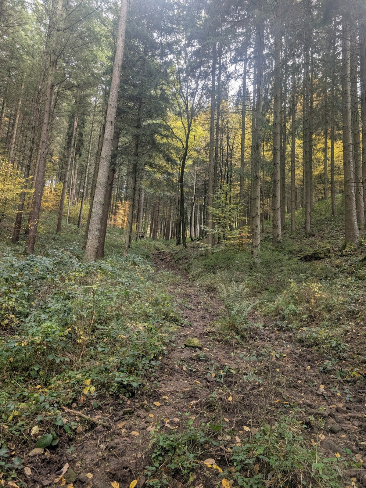 Klicke auf die Grafik für eine vergrößerte Ansicht  Name: PXL_20251029_131135573.jpg Ansichten: 0 Größe: 1,34 MB ID: 3349582