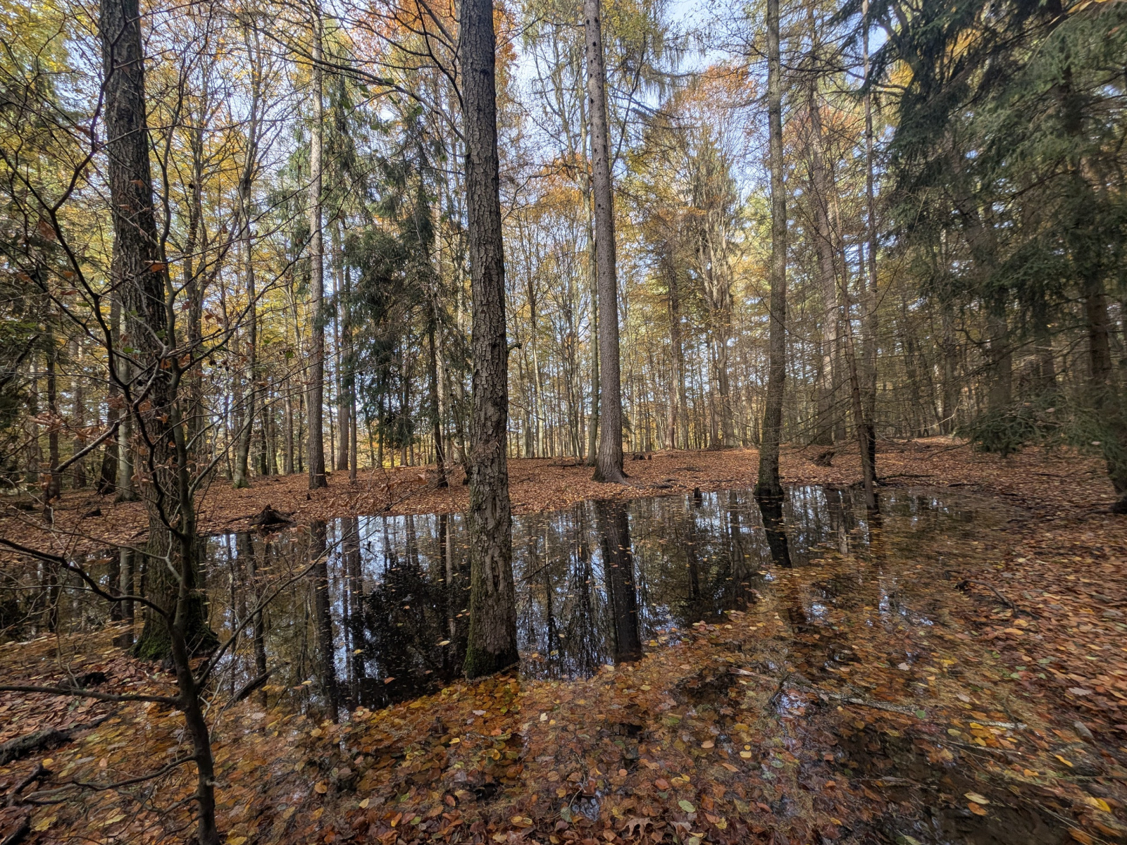 Klicke auf die Grafik für eine vergrößerte Ansicht  Name: PXL_20251029_103809644.jpg Ansichten: 0 Größe: 1,44 MB ID: 3349583