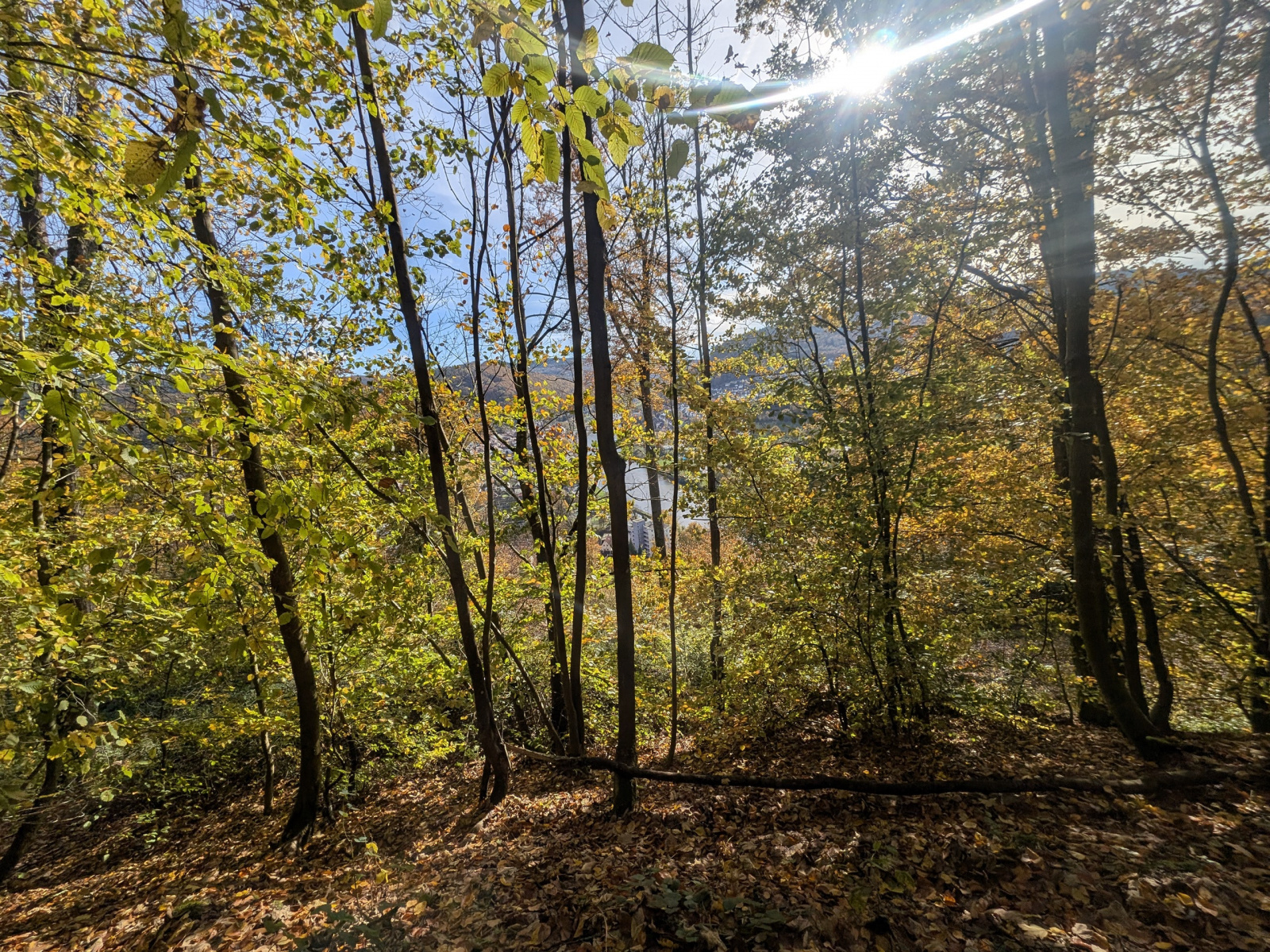 Klicke auf die Grafik für eine vergrößerte Ansicht  Name: PXL_20251029_095515383.jpg Ansichten: 0 Größe: 1,55 MB ID: 3349585