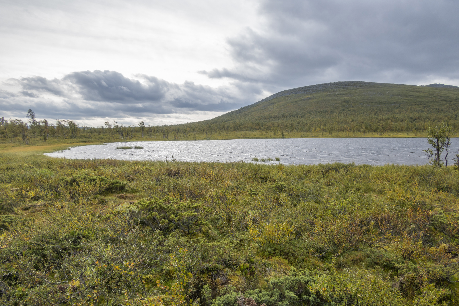 Klicke auf die Grafik für eine vergrößerte Ansicht

Name: Sjaunja_2024_303.jpg
Ansichten: 67
Größe: 1,00 MB
ID: 3349861