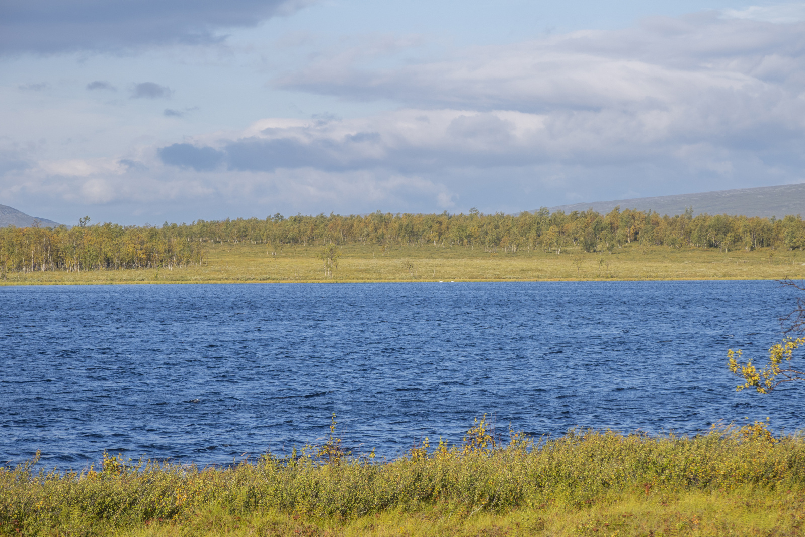 Klicke auf die Grafik für eine vergrößerte Ansicht

Name: Sjaunja_2024_289.jpg
Ansichten: 68
Größe: 905,9 KB
ID: 3349862