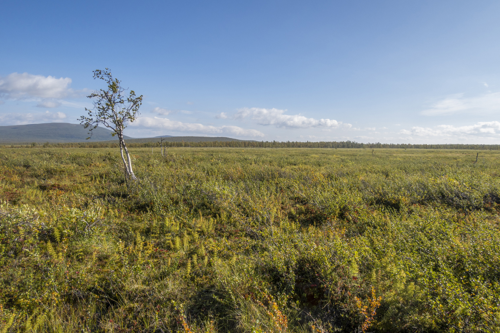 Klicke auf die Grafik für eine vergrößerte Ansicht

Name: Sjaunja_2024_298.jpg
Ansichten: 67
Größe: 1,13 MB
ID: 3349863