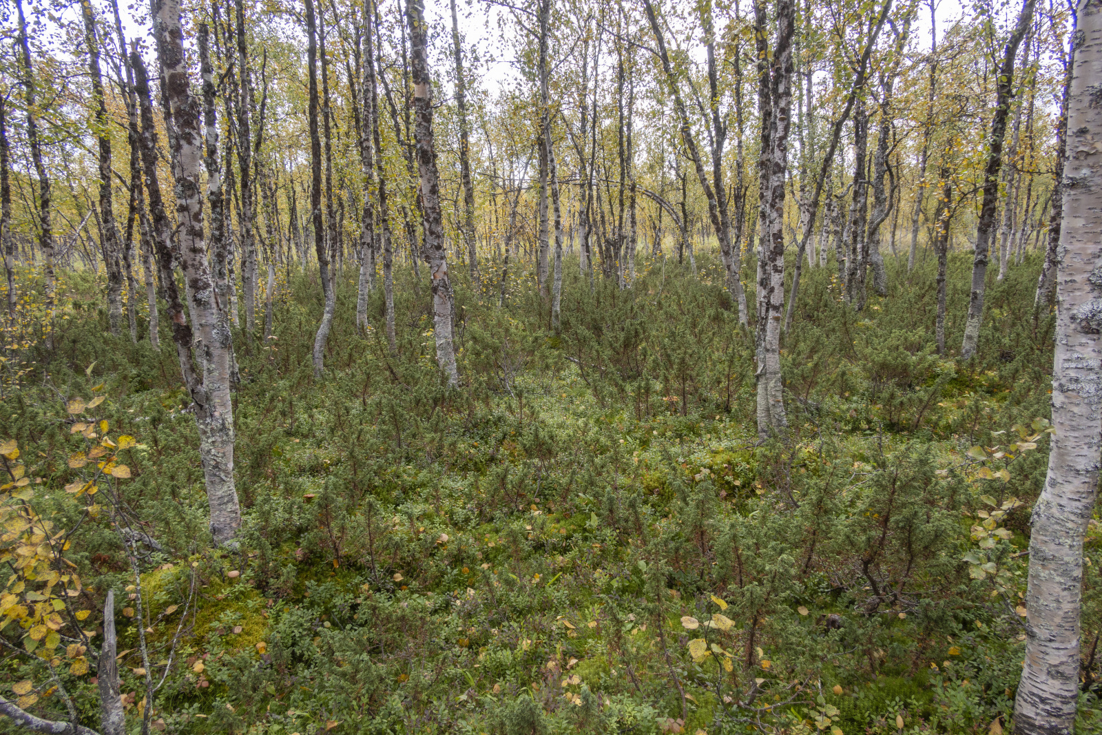 Klicke auf die Grafik für eine vergrößerte Ansicht

Name: Sjaunja_2024_316.jpg
Ansichten: 69
Größe: 1,50 MB
ID: 3349864