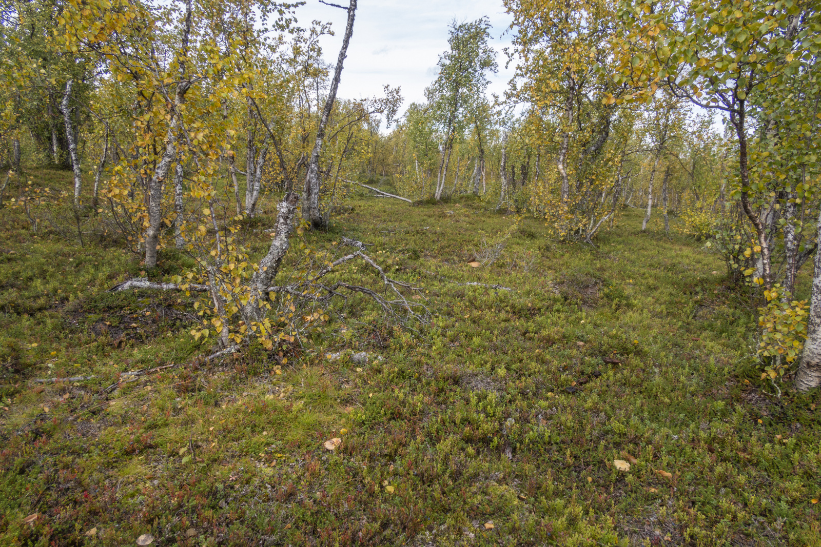 Klicke auf die Grafik für eine vergrößerte Ansicht

Name: Sjaunja_2024_312.jpg
Ansichten: 71
Größe: 1,53 MB
ID: 3349865