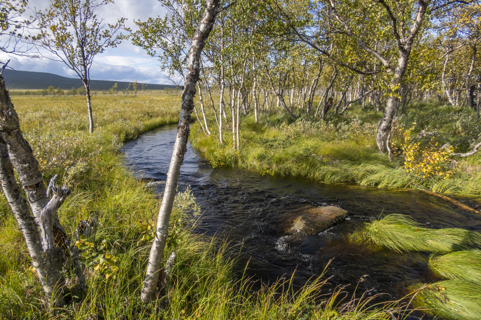 Klicke auf die Grafik für eine vergrößerte Ansicht

Name: Sjaunja_2024_301.jpg
Ansichten: 69
Größe: 1,54 MB
ID: 3349866