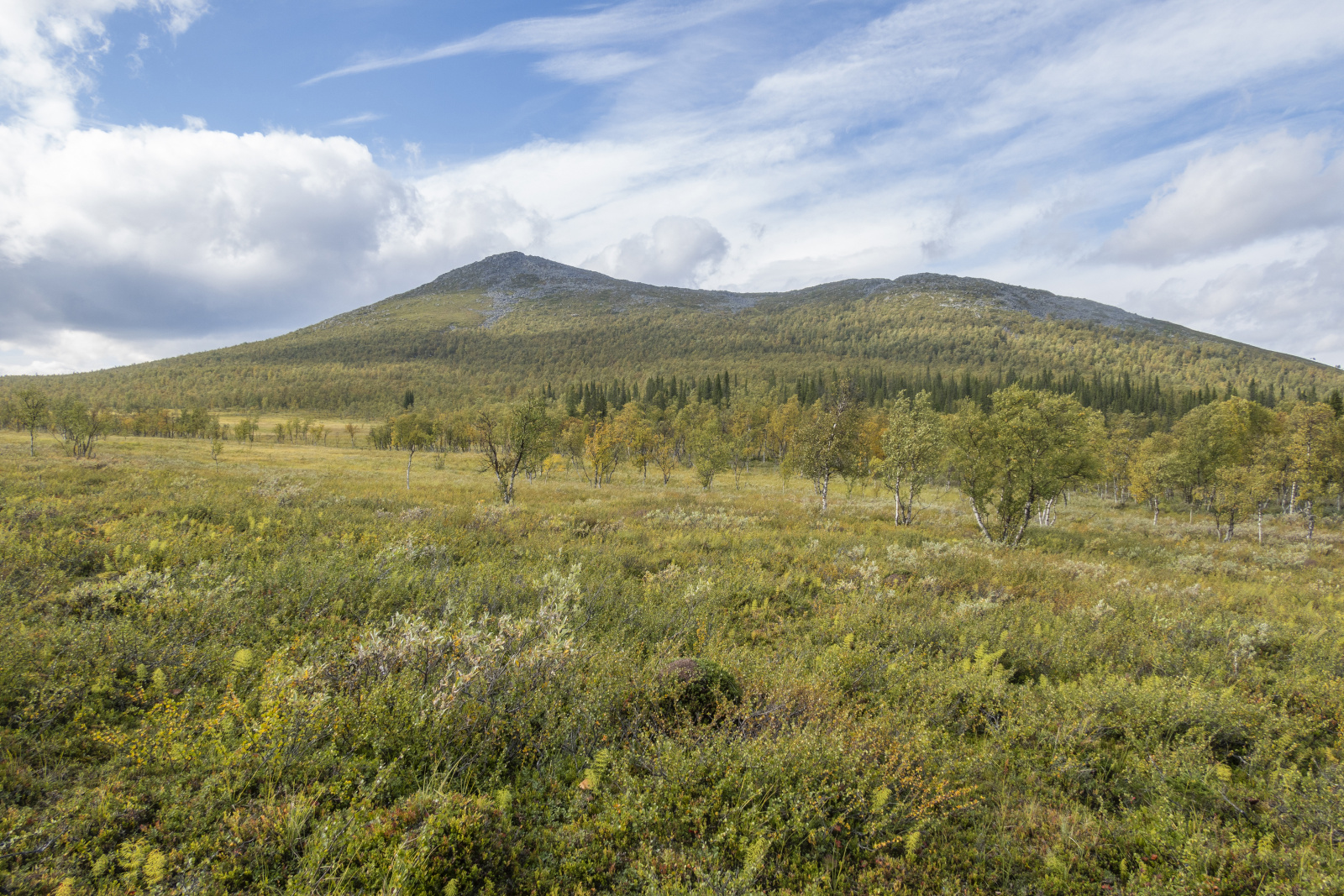 Klicke auf die Grafik für eine vergrößerte Ansicht

Name: Sjaunja_2024_325.jpg
Ansichten: 66
Größe: 1,07 MB
ID: 3349868