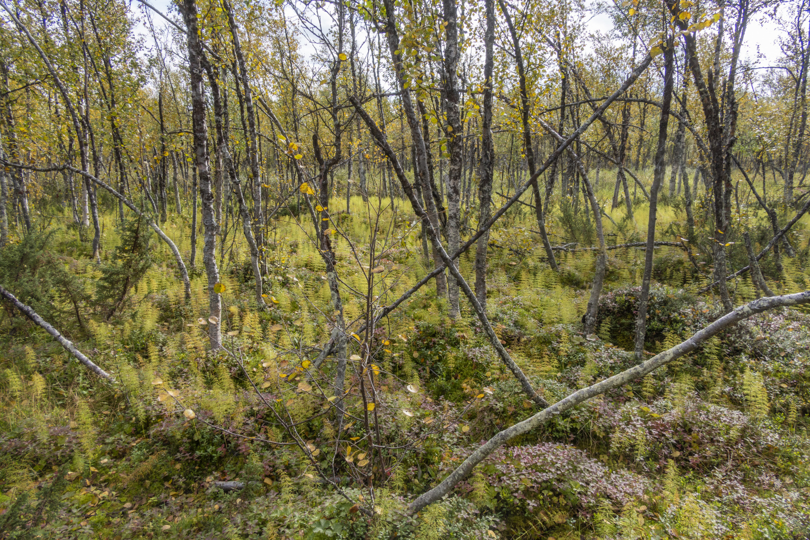 Klicke auf die Grafik für eine vergrößerte Ansicht

Name: Sjaunja_2024_320.jpg
Ansichten: 72
Größe: 1,61 MB
ID: 3349869