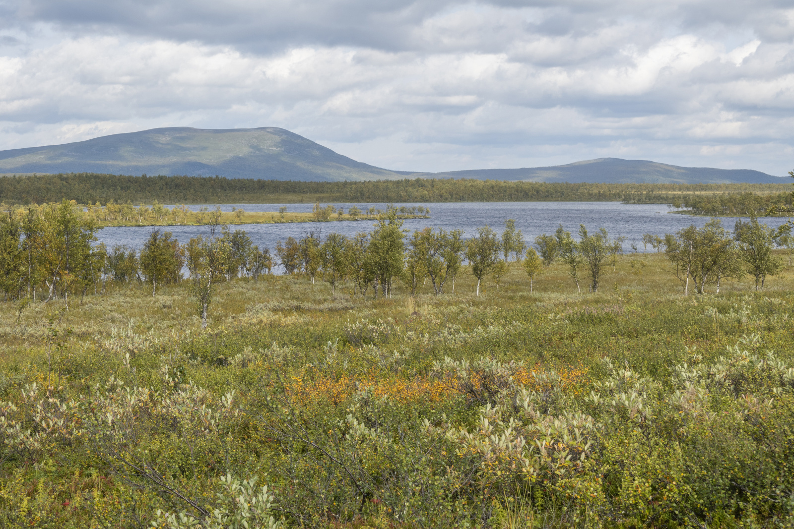 Klicke auf die Grafik für eine vergrößerte Ansicht

Name: Sjaunja_2024_330.jpg
Ansichten: 68
Größe: 1,08 MB
ID: 3349870