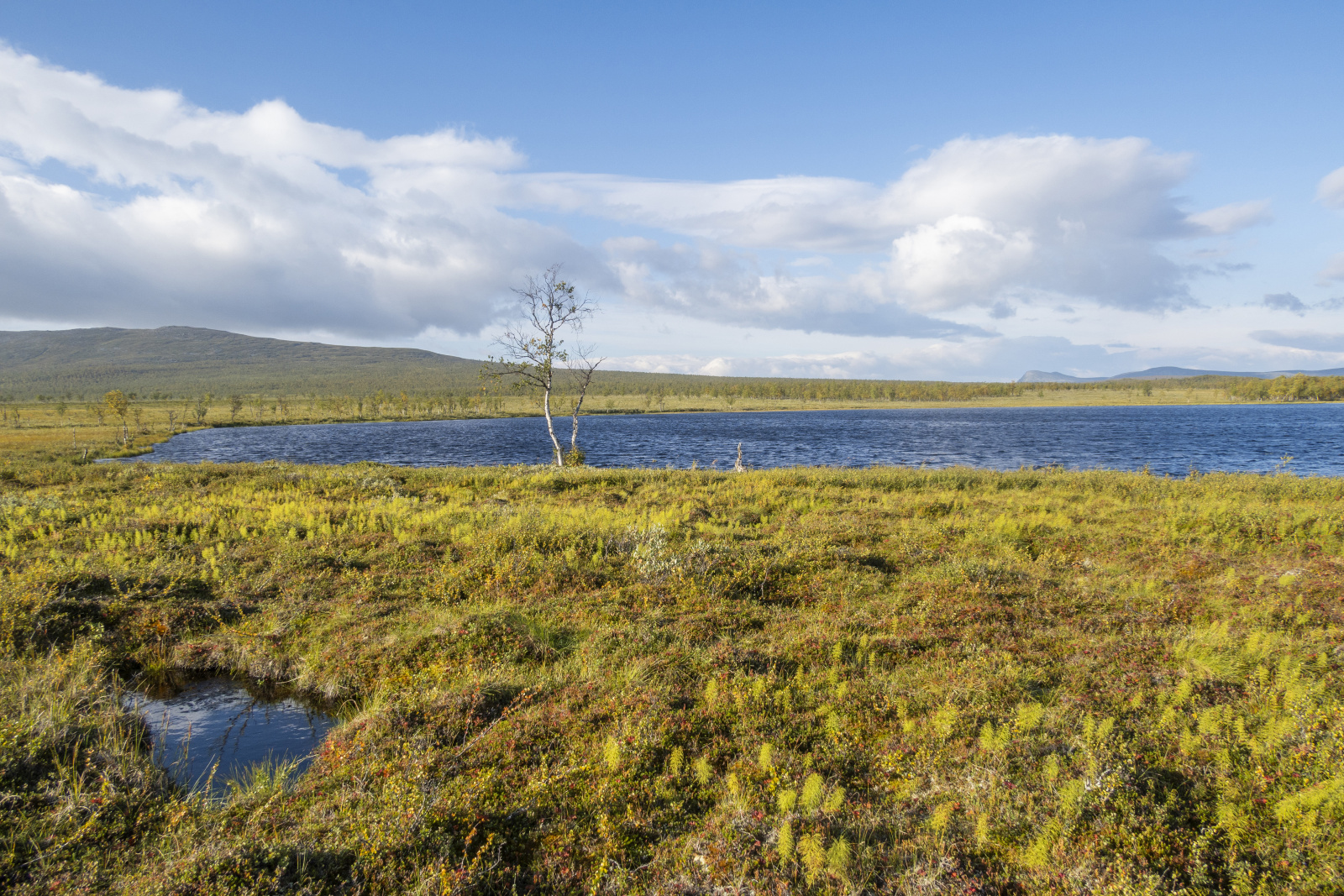 Klicke auf die Grafik für eine vergrößerte Ansicht

Name: Sjaunja_2024_290.jpg
Ansichten: 68
Größe: 1,11 MB
ID: 3349871