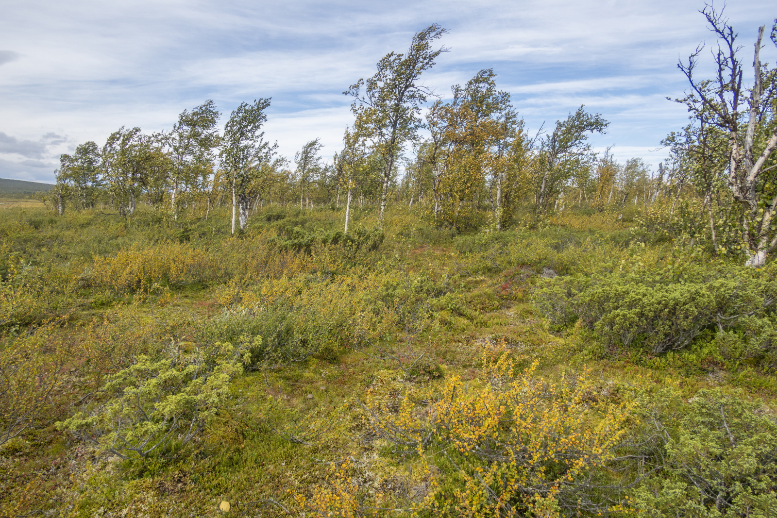 Klicke auf die Grafik für eine vergrößerte Ansicht

Name: Sjaunja_2024_305.jpg
Ansichten: 68
Größe: 1,35 MB
ID: 3349872