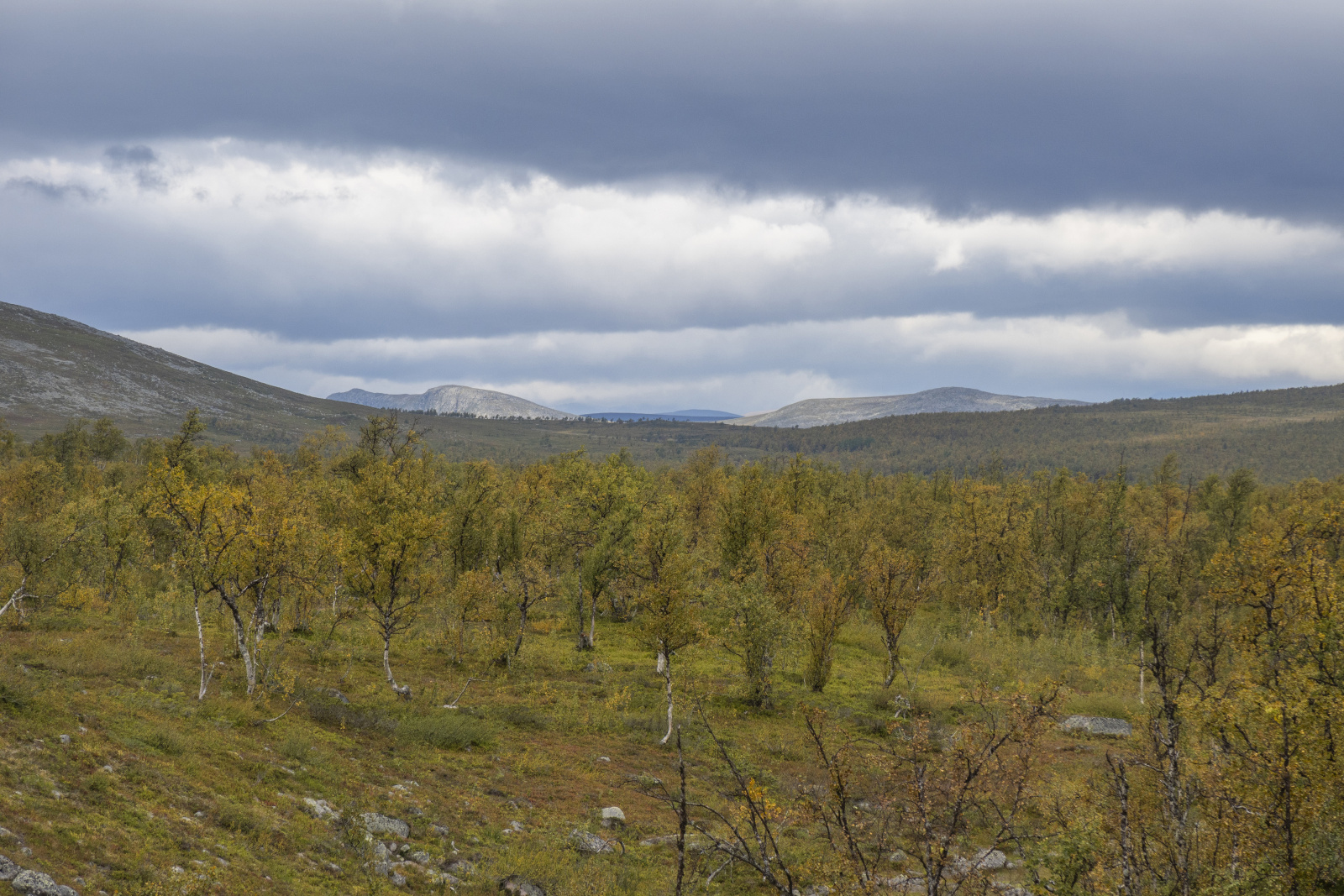 Klicke auf die Grafik für eine vergrößerte Ansicht

Name: Sjaunja_2024_347.jpg
Ansichten: 67
Größe: 829,7 KB
ID: 3349875