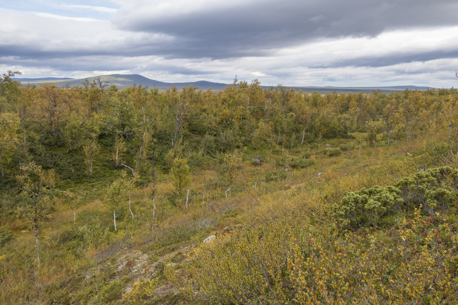 Klicke auf die Grafik für eine vergrößerte Ansicht

Name: Sjaunja_2024_350.jpg
Ansichten: 68
Größe: 1,10 MB
ID: 3349877